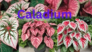 caladium floriculturenature [upl. by Pentheam]