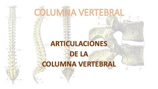 Articulaciones de la columna vertebral [upl. by Noe261]