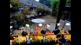 Sarracenias and Birds Carnivoras Mouriño Windowsill101224 [upl. by Yunick758]