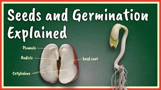 Seeds and Germination Explained [upl. by Terina]