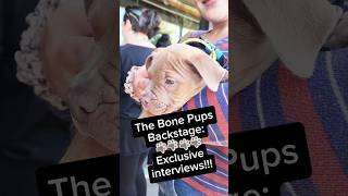 The Bone Pups being interviewed 😂 puppy rescue dog cutedog [upl. by Riplex422]