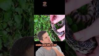 Why snake shed their skin shortvideo shorts [upl. by Jedlicka]