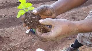 how to Planting Scotch Bonnet Pepper for a big Harvest [upl. by Eilliw]