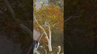 Skoro slupao ogradu🤐 opasno stablo husquvarna croatia chainsaw stihl tree shorts climbing [upl. by Ronni]