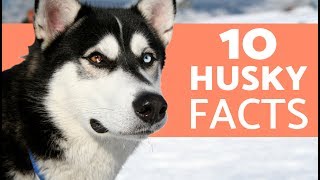 10 Things You Didn’t Know About the Siberian Husky [upl. by Remliw]