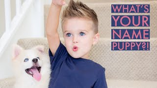 Pomsky Puppy Has A Name Puppy Vlog Part 2 [upl. by Von710]