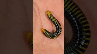 Millipede myriapod Playa del Carmen Mexico tropical Caribbean jungle creature life nature explore [upl. by Aneloc]