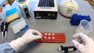 DNA Extraction Protocol  Part 1 [upl. by Gerrard259]