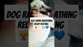 Dog rapid breathing relay resting dog doglover love funny short video [upl. by Nylcoj]