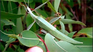 Phasmid  Giant Stick Insect  Leaf Insect  Tropidoderus childrenii [upl. by Ylrevaw]