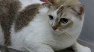 A 6yearold cat has a chronic ear infection 12  chronic otitis externa [upl. by Deery]