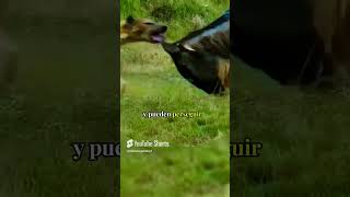 ¡Increíble Sorpresa 😱🐆 La Hiena No Esperaba Esto de su Presa😱animales shorts vidasalvaje [upl. by Tuck]