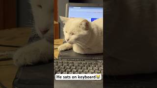 He sats on keyboard 😼cat digitalcats laptop manager catsofyoutube catstype type keyboard [upl. by Sang]