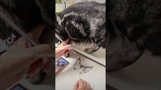 funnyvideo lustigehunde cat pets [upl. by Eikcor428]