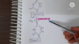 Degradation of pyrimidine nucleotide [upl. by Akirdna]