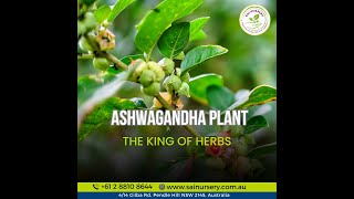 Ashwagandha Plant – the King of Herbs Ashwagandha KingOfHerbs PlantNursery Sydney [upl. by Daniella]