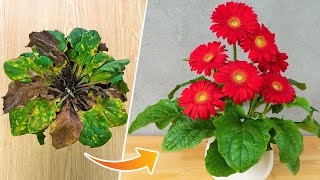 Tips to revive gerbera plants  How to grow and care for gerbera plants [upl. by Lleruj]