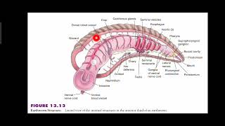 Phylum Annelida  Metamerism  Tagmatization  Class Polychaeta  Class Errantia Explained in Urdu [upl. by Philender]