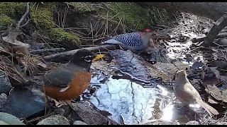 Happy Birds visiting the stream on a nice day [upl. by Smalley]