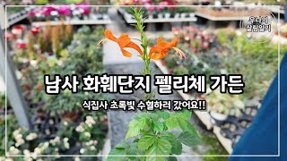 남사 화훼 단지 펠리체 가든 구경 겨울에 부족한 초록빛을 펠리체 가든에서 채워봐요 [upl. by Lleral220]