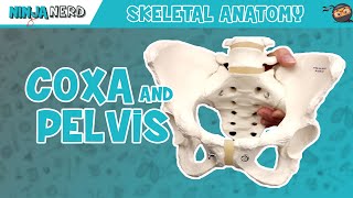 Coxa amp Pelvis Anatomy [upl. by Mraz]