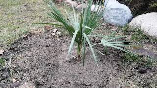 4 Chamaerops Humilis  Karłatka niska  w gruncie [upl. by Thorner]