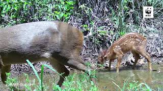 Las mamás de la naturaleza 🌳🐆 [upl. by Anitnas]