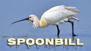 Eurasian spoonbill call spoonbill sound [upl. by Philippa623]