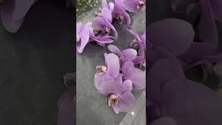 Orchidée…💗 orchidee keşfet flowers love fleuriste fleurs beautiful günlükvlog [upl. by Afatsum646]