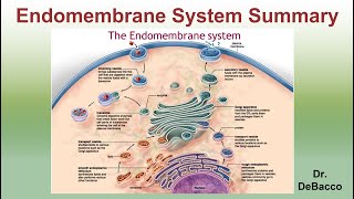 Endomembrane System Summary [upl. by Ahsaz]