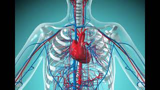 4 CVS Cardiovascular system Revision شرح بالعربي [upl. by Atinna125]