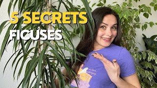 Ficus care guide  5 Secrets You Didnt Know [upl. by Nnahgiel]