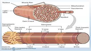 Sarcomere Structure and Function [upl. by Ayotna370]