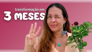 🌺 TRANSFORME sua Rosa do Deserto em 90 dias ✳️ por Thais Menolidi [upl. by Kentiga]