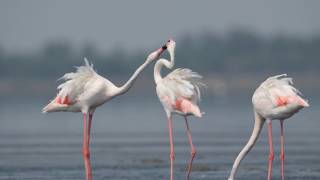 Greater flamingo Phoenicopterus roseus [upl. by Edette]