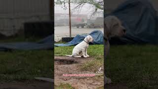 KORDOBOS AIDAS DOGO ARGENTINO KENNEL LITHUANIA [upl. by Ecertal945]