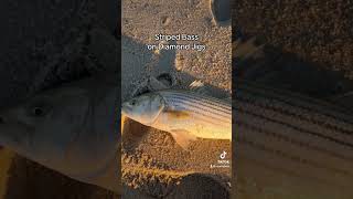 Striped Bass on Diamond Jigs fishing fish stripedbass stripedbassfishing njfish njfishing [upl. by Yila263]