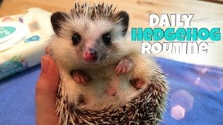 Hedgehog Care Daily Hedgehog Routine [upl. by Tilden620]