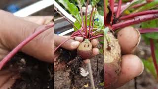 Harvesting a few Beets [upl. by Ashlen]