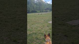 Les Outardes 🪿 Bernaches Alpine Qui Dispute Après Le Chien 🐕 [upl. by Granger551]