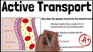 ACTIVE TRANSPORT  Biology GCSE and iGCSE Exam Revision [upl. by Wobniar697]