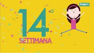 14° settimana di gravidanza [upl. by Fan]