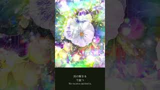 a1960 白いパンジー A garden of radiant light [upl. by Aset260]