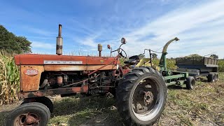 Chopping corn silage for the brood cows with the 1958 Farmall 560 amp John Deere 34 chopper [upl. by Shulock]