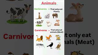 Herbivores carnivores Animals l Animals picture l shorts English Animals viral knowledge [upl. by Sirenay]