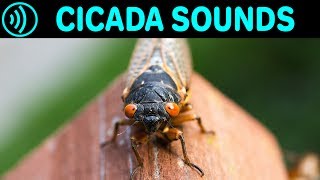 CICADA SOUNDS  Sound Effect of Cicadas in Summer at Night  Sounds of Cicada Chicharra Campanero [upl. by Atisusej]