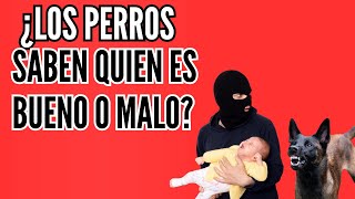 El sexto sentido de los perros ¿Detectan a las malas personas [upl. by Eltsyrc232]