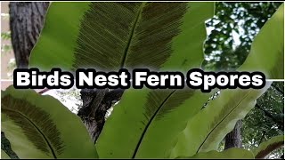 Birds Nest Fern Spores short [upl. by Kazim]