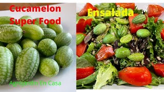 Cucamelon Que Es Nuevo Super Food ensalada [upl. by Olvan]