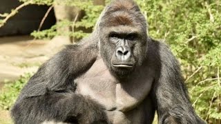 Boy saved gorilla killed after falling into zoo exhibit [upl. by Dougald213]